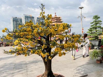 Bong Mai Vang ( flowering tree) Bhudda Temple Thu Duc City 2023