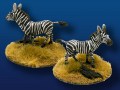 28mm Zebra Herd (8)